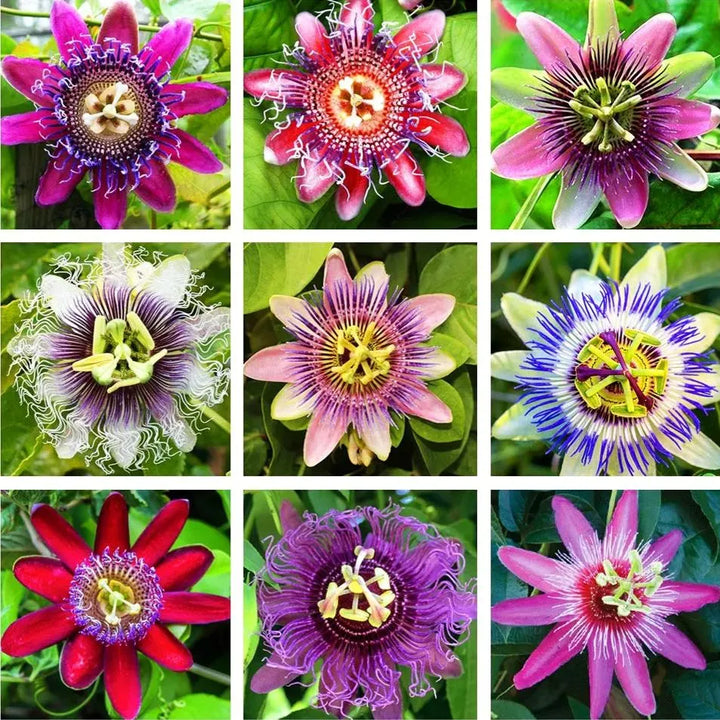 Multi-Colored Passion Flower Seeds for Planting – Heirloom, Non-GMO, High Germination Exotic Climbing Vine Seeds