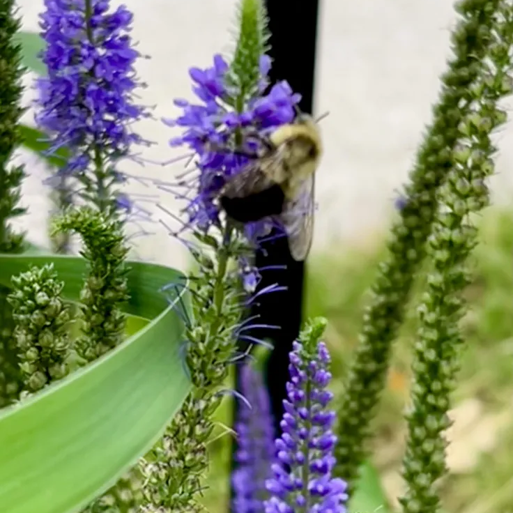 veronica flower flower seeds