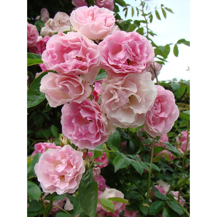 Holland Rose Flower Seeds for Planting - Light Pink 100 pcs