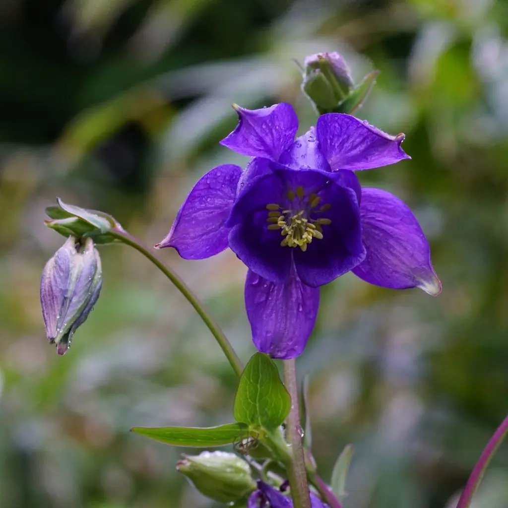 blue aquilegia flower seeds