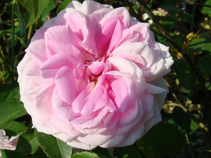 Holland Rose Flower Seeds for Planting - Light Pink 100 pcs