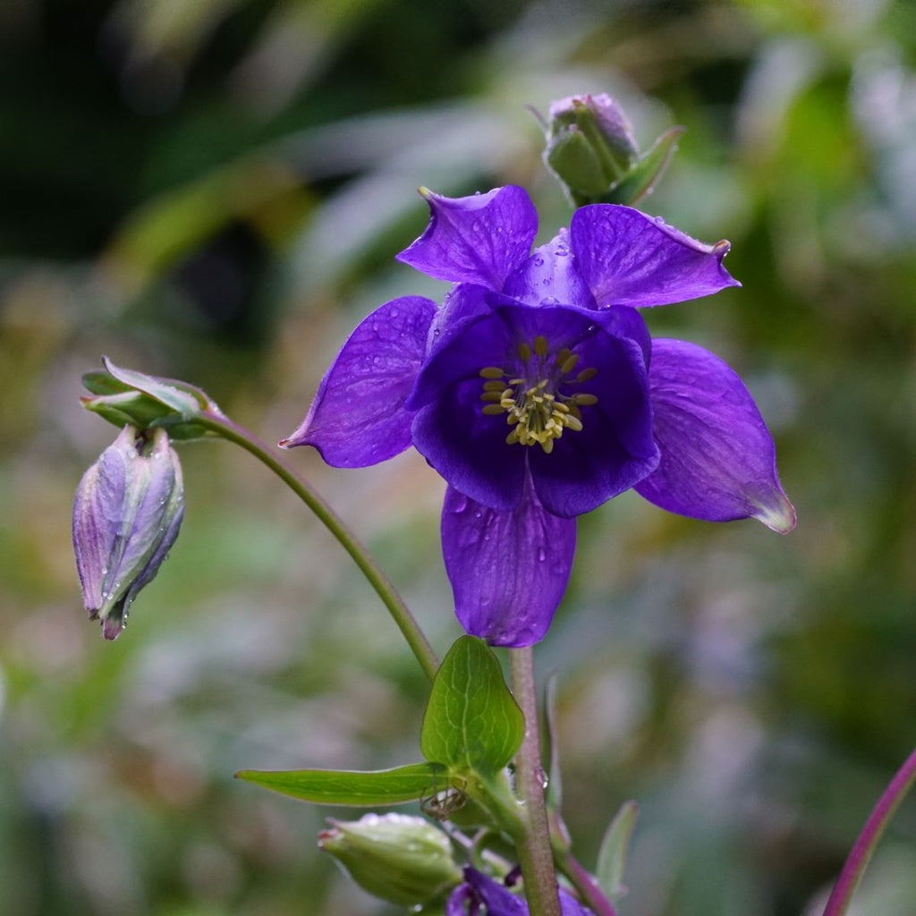 Blå Aquilegia blomsterfrø til plantning – 100 stk