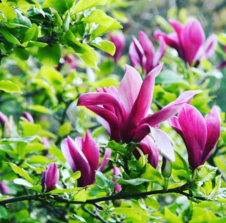 Heirloom Magnolia Liliiflora Flower Seeds for Planting – Non-GMO, Organic Garden Seeds with High Germination