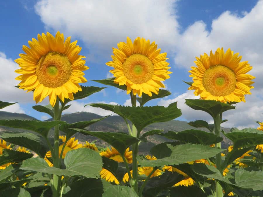 heirloom non flower seeds