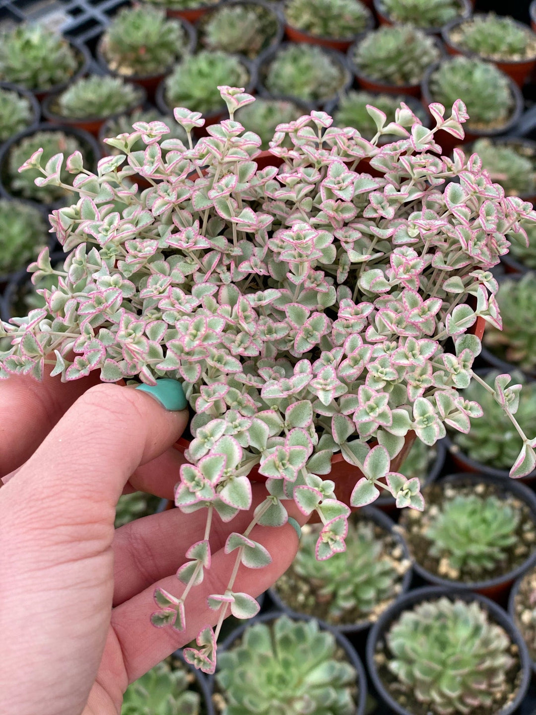 heirloom little flower seeds
