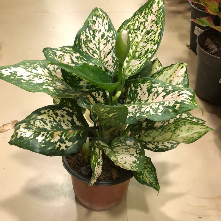 Aglaonema Green Plant Seeds for Planting 100 pcs