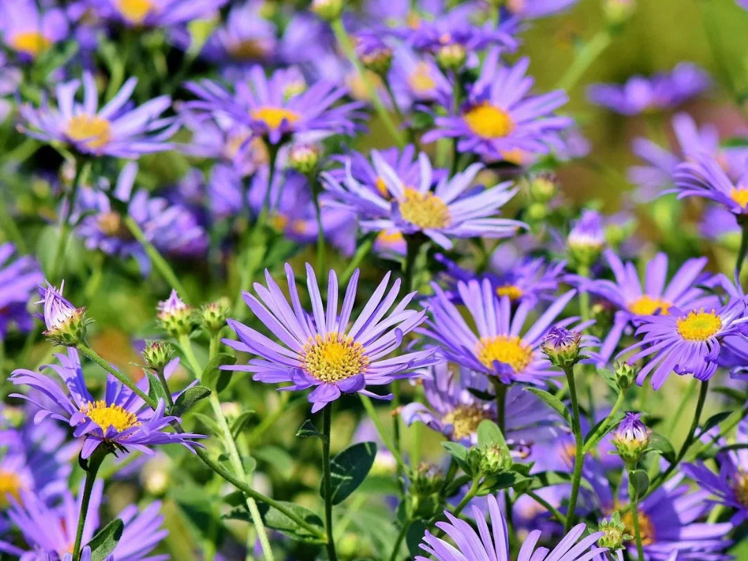 Elliott's Aster Flower Seeds – Heirloom, Non-GMO, High Germination Organic Garden Seeds for Planting
