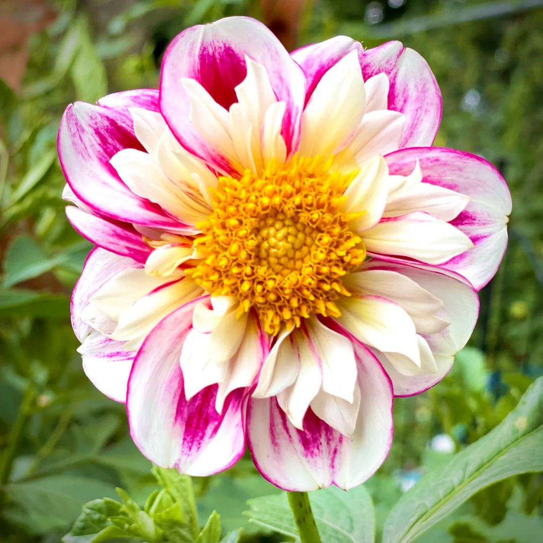 Dahlia 'Bumble Rumble' Collarette Flower Seeds for Planting – Heirloom, Non-GMO, High Germination Garden Seeds