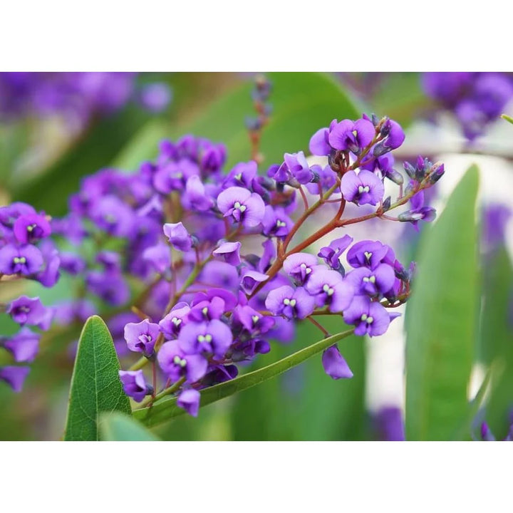 Heirloom Hardenbergia Flower Seeds – Non-GMO Climbing Vine Seeds for Planting, High Germination Colorful Garden Blooms
