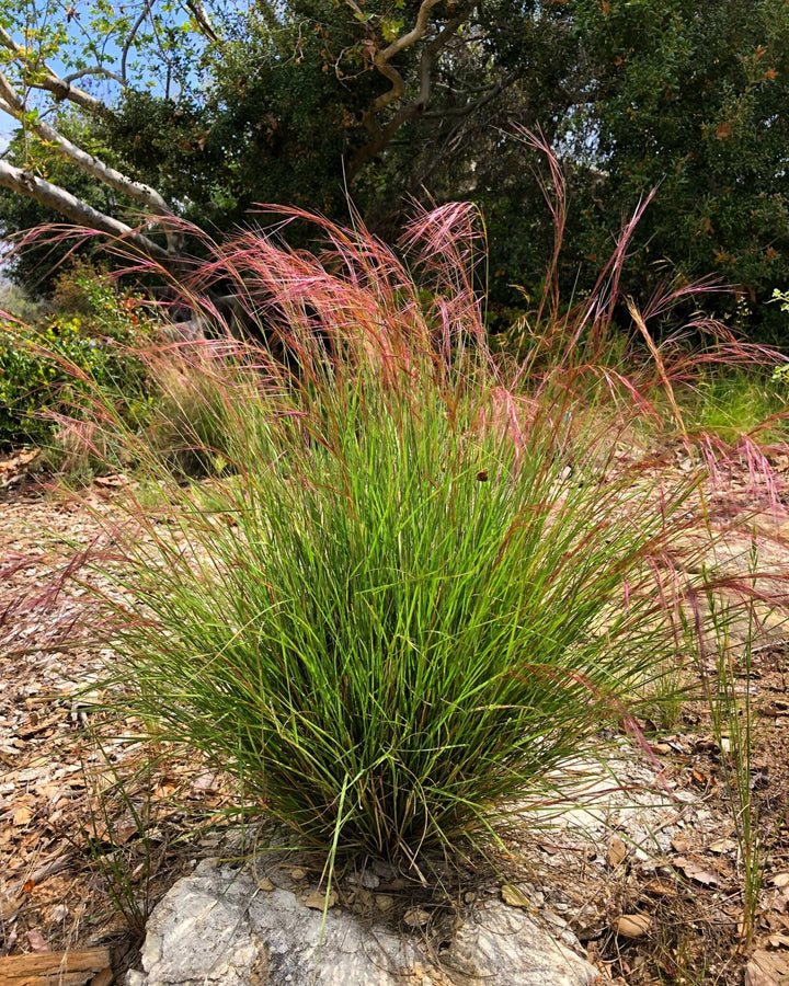 Purple Three Awn Grass Seeds – Aristida purpurea for Drought-Tolerant Native Landscaping and Wildlife Gardens