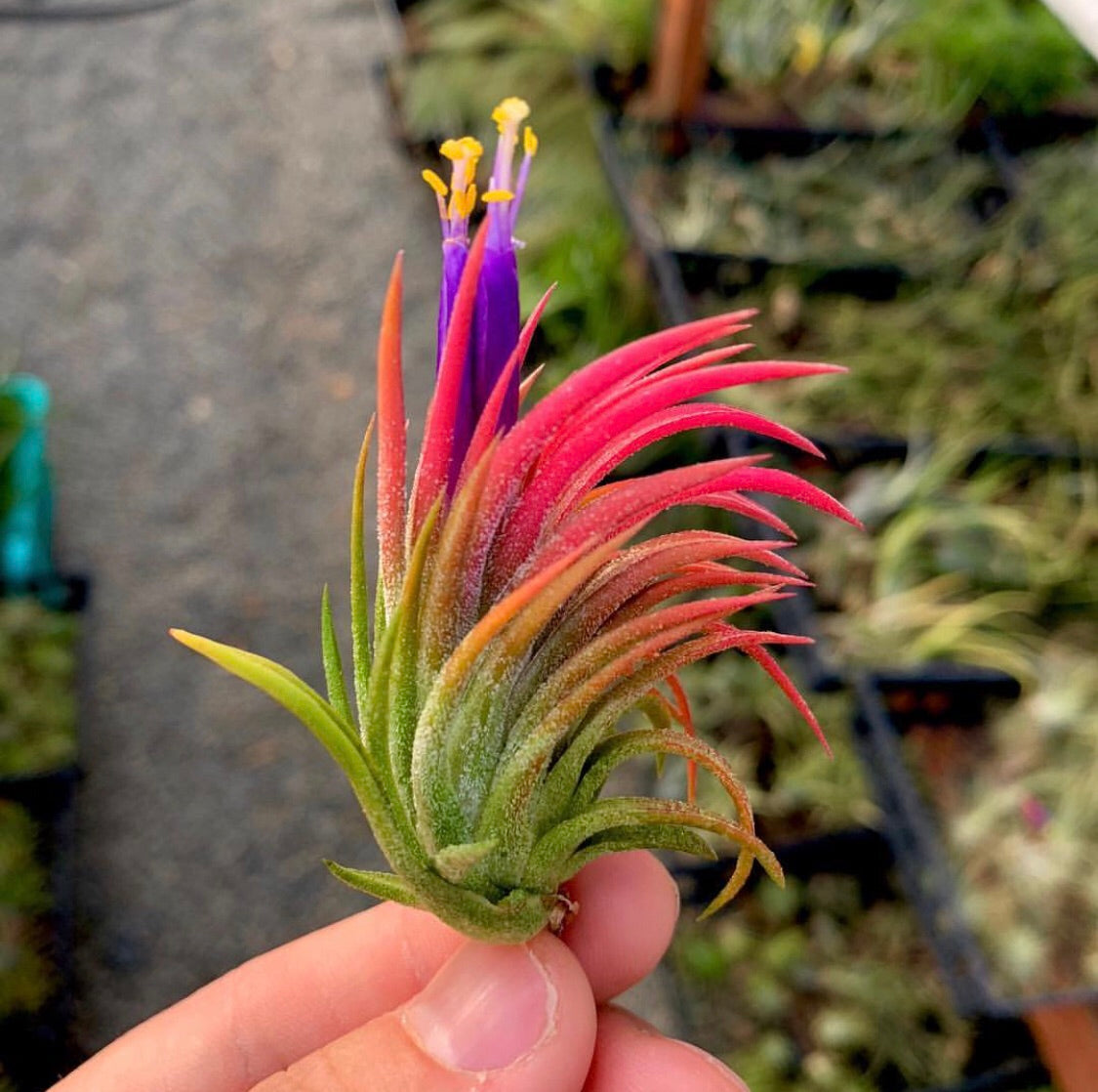 Heirloom Non-GMO Tillandsia Ionantha Air Plant Seeds – Unique