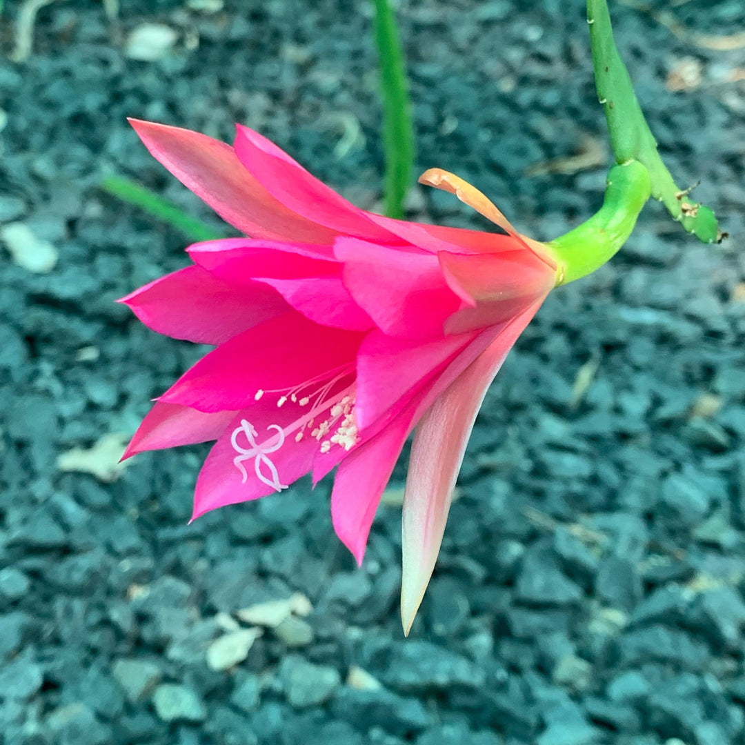 Chiapasia Nelsonii Flower Seeds – Heirloom Non-GMO Rare Cactus Blooms for Unique Garden Planting