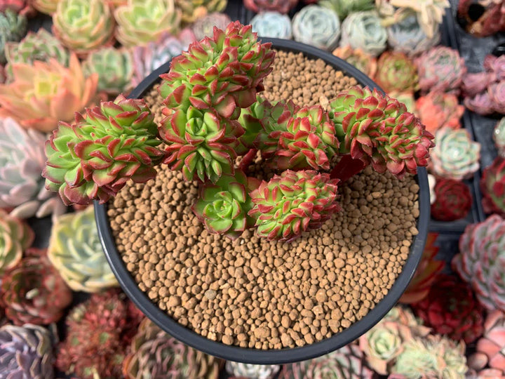 Green Red Succulent Flower Seeds 100 pcs