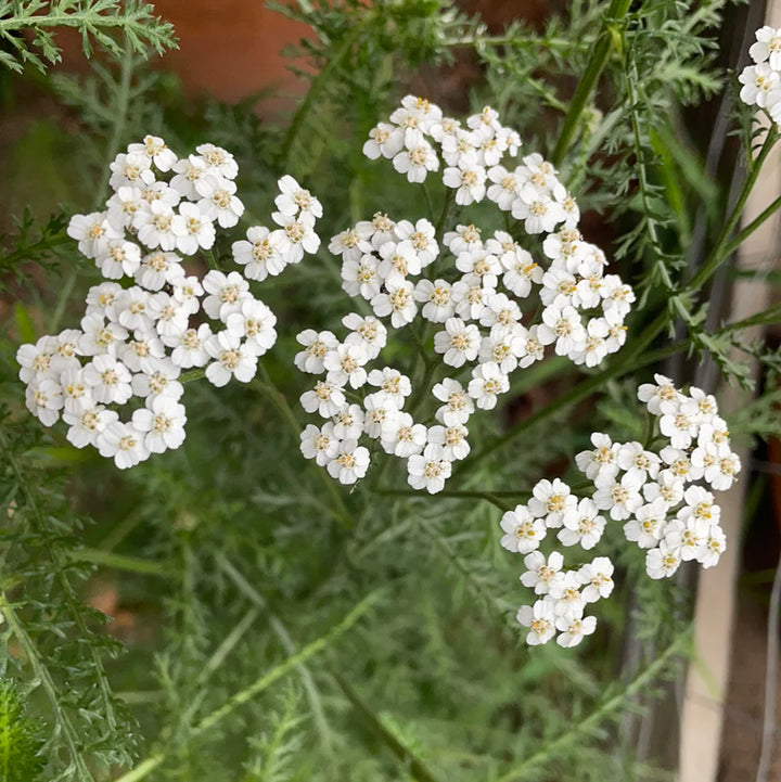 Achillea Millefolium blomsterfrø til plantning, arvestykke frø -100 stk.