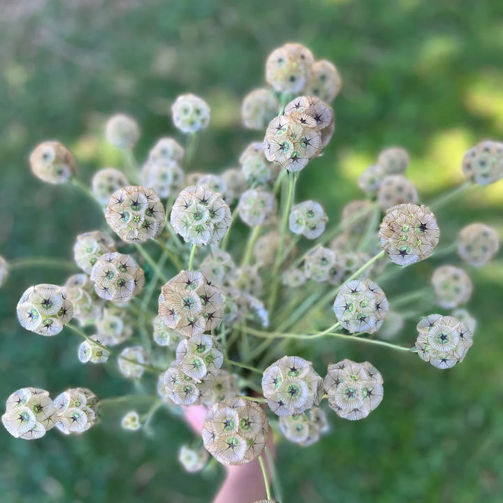 Heirloom Non-GMO Drumstick Scabiosa Flower Seeds for Planting – Unique Globe-Shaped Garden Blooms