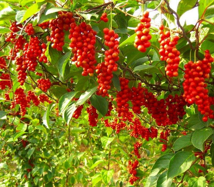 Schisandra Tree Seeds for Unique Fruit with Medicinal Benefits  100 pcs