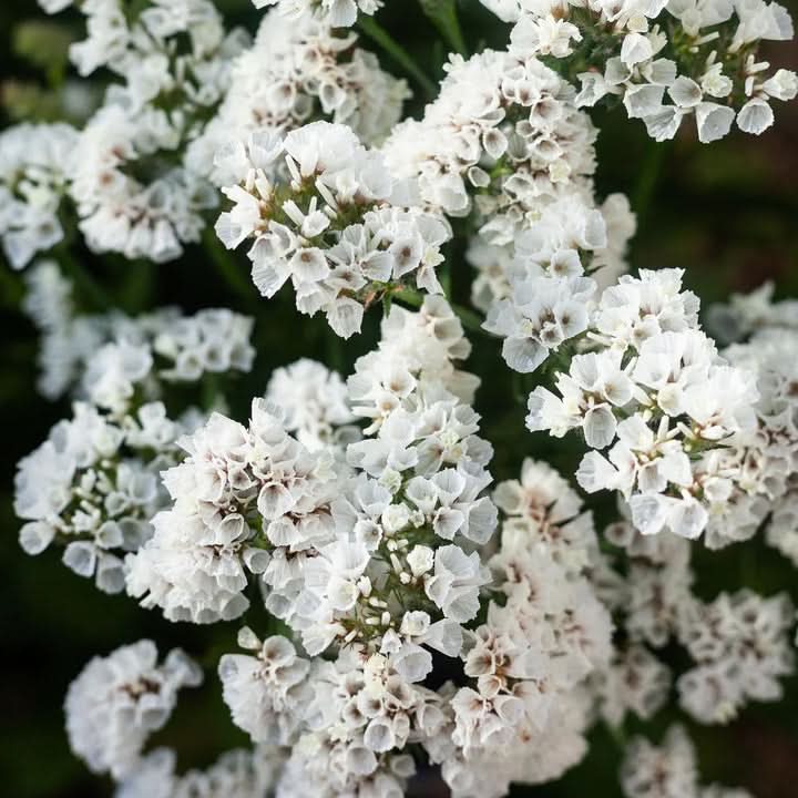 white heirloom flower seeds