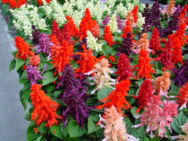 Mix Perennial Flower Seeds 100 pcs