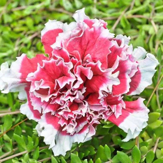 petunia double flower seeds