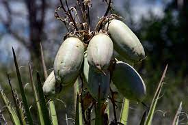 Banan Yucca frugtfrø, tørke-tolerante spiselige frugter til din have 100 stk.