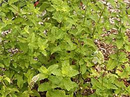 Grønne Spearmint Seeds – Forfriskende Urter til Drikkevarer 100 stk