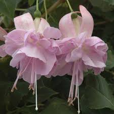 Light Pink Fuchsias Flower Seeds for Planting - 100 pcs