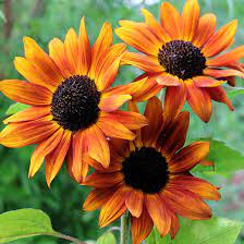 Light Orange Sunflower Seeds for Planting 100 pcs