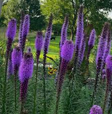 Lavender Liatris Flower Seeds for Planting 100 pcs