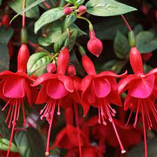 Mørkerøde Fuchsia blomsterfrø til plantning 100 stk