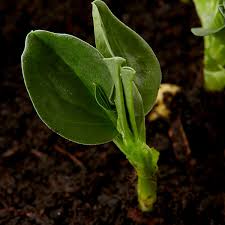 Suttons Heirloom Vegetable Seeds Collection for Home Garden Planting