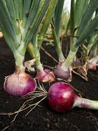 Onion Vegetable Seeds for Planting - 100 pcs