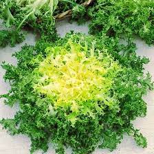 Green Yellow Endive Seeds for Planting – Heirloom Non-GMO, High Germination Organic Garden Seeds for Healthy Vegetables