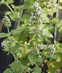 Lemon Catnip (Nepeta citriodora) Herb Seeds for Planting-Heirloom & Non-GMO Seeds for planting