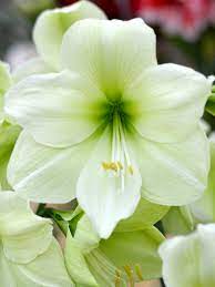 Hippeastrum Rutilum Blomsterfrø Grønne til udplantning - 100 stk