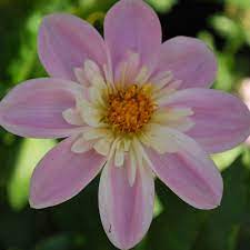 Dahlia 'Famoso' Flower Seeds for Planting  – Heirloom and Non-GMO Garden Seeds,Vibrant Blooms