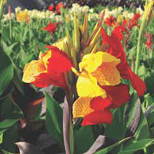 Blandede Canna blomsterfrø til udplantning 100 stk