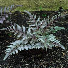 Japanese Painted Fern Plant Seeds for Planting  heirloom & Non-GMO Seeds