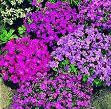 Pink Rock Cress Flower Seeds for Planting, 100 pcs