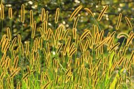 Exotic Yellow Foxtail Grass Seeds-Wild Millet 100 pcs