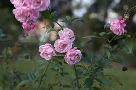 Organic Heirloom Charles de Mills Flower Seeds for Planting – Non-GMO Pink Rose Blooms, High Germination Garden Seeds