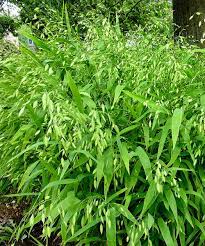 Chasmanthium Latifolium Seeds – Northern Sea Oats, Native Ornamental Grass Seeds for Planting in Gardens and Landscapes