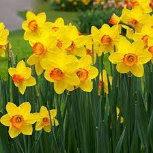 Yellow Double Daffodil Flower Seeds for Planting 100 pcs