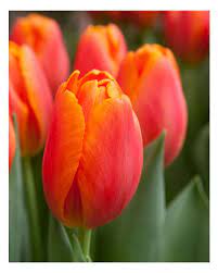 Dyb orange Tulipan Blomsterfrø 100 stk