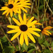 Rudbeckia fulgida ‘Goldsturm’ Black-Eyed Susan flower seeds - Heirloom &amp; Non-GMO garden seeds