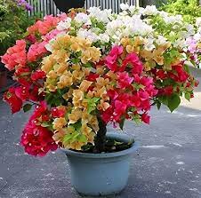 Mixed Color Bougainvillea Flower Seeds – Heirloom, Non-GMO, High Germination Organic Garden Seeds for Planting