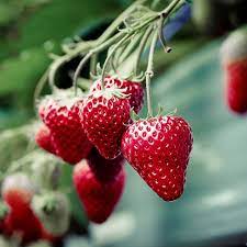Strawberry Seascape Fruit Seeds for Planting – Juicy, Sweet, Heirloom, High Germination, Non-GMO Organic Garden Seeds