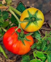 Yellow Red Tomato Heirloom Non-GMO Vegetable Seeds for Sweet & Tangy Flavor