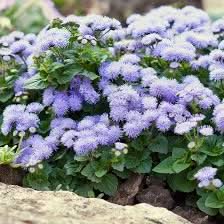 ageratum ageratum flower seeds