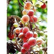 Sycomore Fig / Mulberry Fig - Ficus sycomorus - Rare 'Fruit' Seeds - Egyptian Fig, Pink-Yellow, African Fig, Moraceae, African Fig, Wild Fig