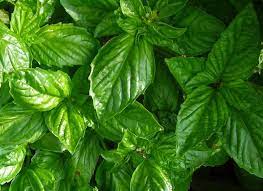 Napoletano Basil Plant Seeds – Ideal for Italian Dishes-Heirloom & Non-GMO Seeds for planting